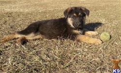 German Shepherd
